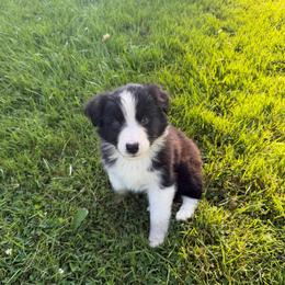 Leo - Black & white male Australian Shepherd puppy in Bethlehem, Connecticut from Montanna Sage LLC