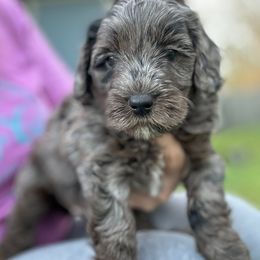 Twix - Merle Goldendoodle puppy in Florence, South Carolina from Candy Doodles
