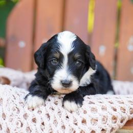 Muffin - Tri-color female Bernedoodle puppy in Spokane, Washington from Lilac City Doodles
