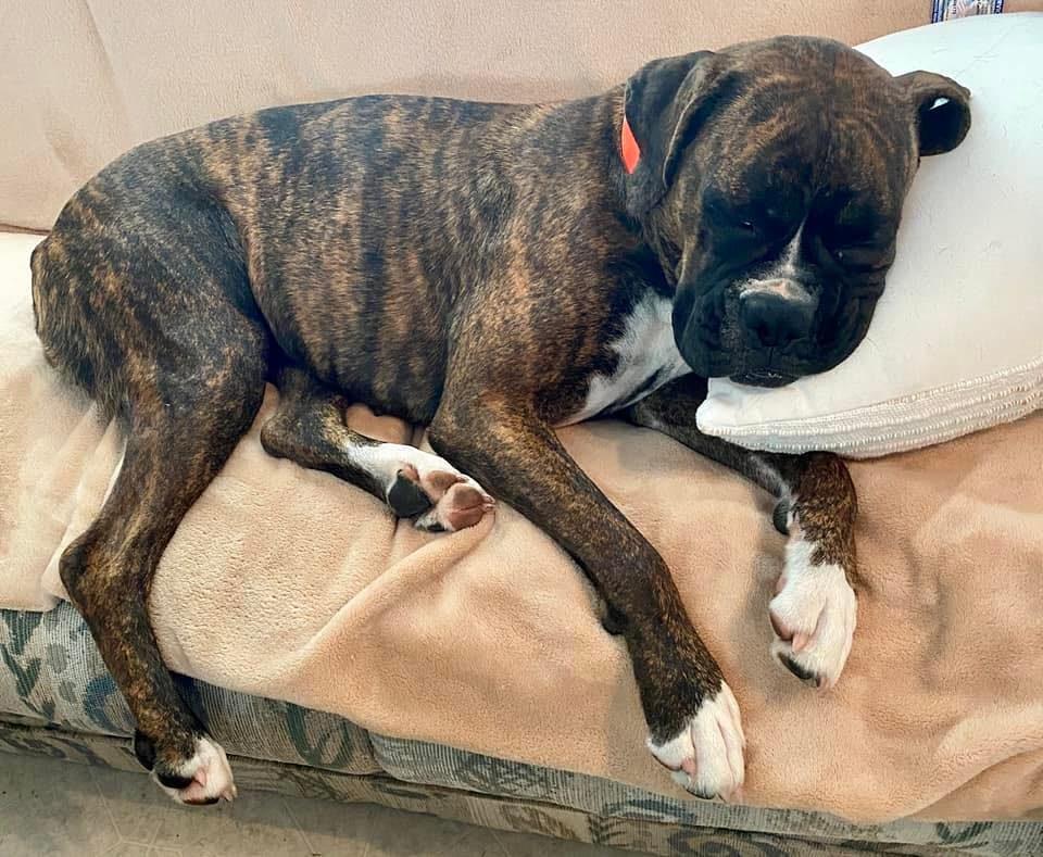 Kelso's Boxers in Oklahoma Boxer puppies Good Dog