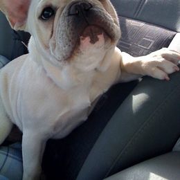 French Bulldog Puppies from BigStar French Bulldogs