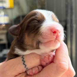 Girl 1 - Red tri female Miniature Australian Shepherd puppy in Saco, Maine from Wags Family Aussies