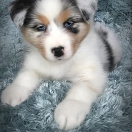 Australian Shepherd Puppies from Cahaba Australian Shepherds