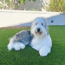 Raya - Bernedoodle
