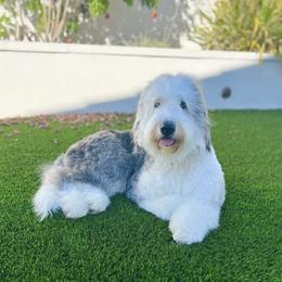 Raya - Bernedoodle
