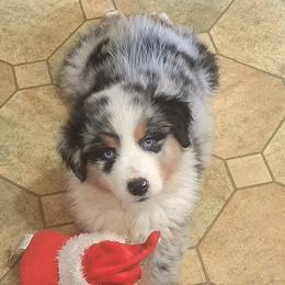 Kahler-2 - Blue merle male Australian Shepherd puppy in Elk Creek, Missouri from Hearts on Fire Australian Shepherds