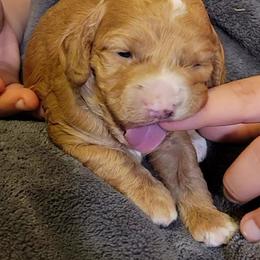 Cockapoo Puppies from Cano Cockapoos
