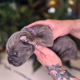 Purple collar - Gray brindle female Cane Corso puppy in Springfield, Oregon from PNW Cane Corsos