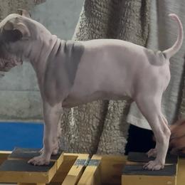 Rook - White, black sable red male American Hairless Terrier puppy in Bates City, Missouri from Bare Wonder