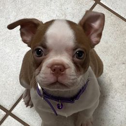 Boston Terrier Puppies from The Terriers Place