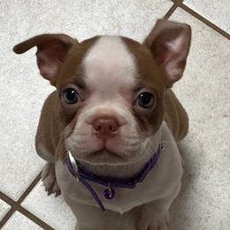 Boston Terrier Puppies from The Terriers Place