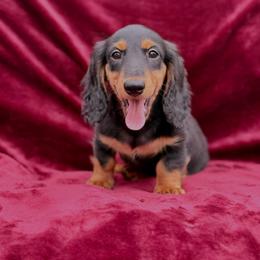 Boy 1 - Black and tan male Dachshund puppy in Trinity, Texas from Signature Sloan - Long Hair Dachshunds