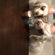Clumber Spaniel All Grown Up from Tricklecreek Clumber Spaniels