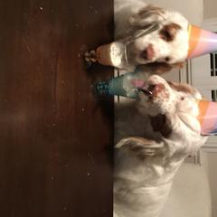 Clumber Spaniel All Grown Up from Tricklecreek Clumber Spaniels