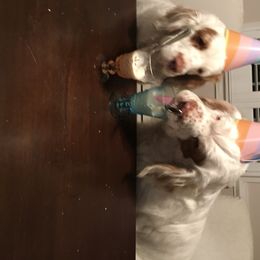 Clumber Spaniel All Grown Up from Tricklecreek Clumber Spaniels