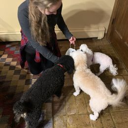 Bernedoodle Puppies from Mini Bernedoodle Babies- Indiana