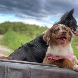Miniature Australian Shepherd Puppies from Peace Creek Aussies