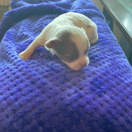 Vinny - Blue and white male Chihuahua puppy in Red Bluff, California from Aye Chihuahua