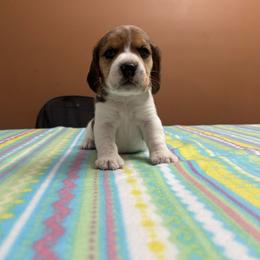 Kringle - Black tan and white male Beagle puppy in St. Cloud, Minnesota from Beagle Blessings