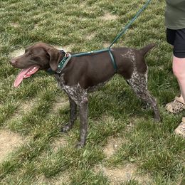 Lori - German Shorthaired Pointer