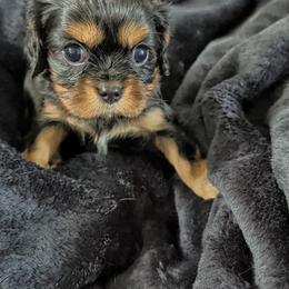 Syllabus - Black and tan female Cavalier King Charles Spaniel puppy in Rockville, Maryland from Skais the Limit