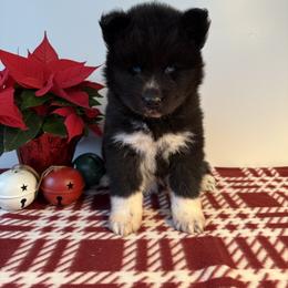 Rudolph - Black and white male Siberian Husky puppy in West Branch, Michigan from First Frost Kennels
