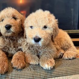 Goldendoodles from Pippins Pick of the Litter