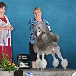 Harper - Poodle