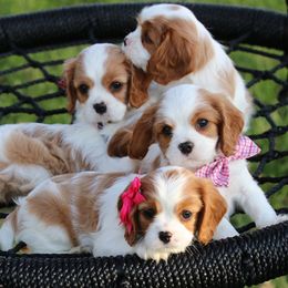 Cavalier King Charles Spaniel Puppies from Creekside Cavaliers