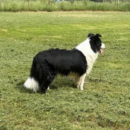 Border Collies from Tamara Cline