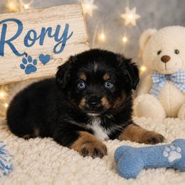 Rory - Black tri male Miniature Australian Shepherd puppy in Paris, Texas from Kuttin’ Up Mini Aussies