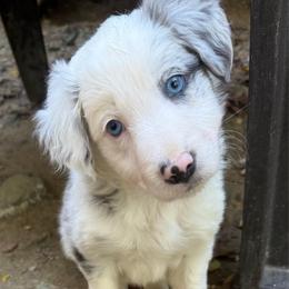 Avery girl - Slate merle female Border Collie puppy in Fairview, Tennessee from Hoffman Forest Acres LLC