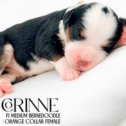 Corinne - Tri-color female Bernedoodle puppy in Tipton, Indiana from Country Creek Doodles
