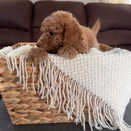 Chai latte - Red male Cavapoo puppy in Austin, Texas from Doodles of Central Texas
