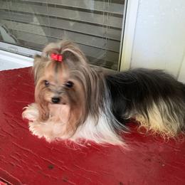 Pippin - Yorkshire Terrier