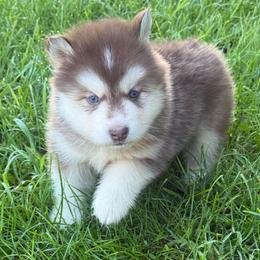 Copper boy - Red and white male Siberian Husky puppy in London, Ohio from Rose Trail Siberian’s