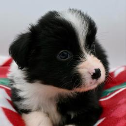 Lady Violet Crawley - Black & white female Miniature American Shepherd puppy in Damascus, Oregon from Rebel Soul Minis