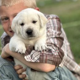 Labrador Retriever Puppies from Faithful Labs
