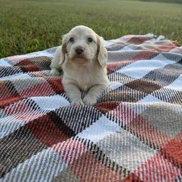 Huxley - Cream male Dachshund puppy in New Albany, Mississippi from Double A. Doxies