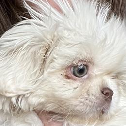 Pekingese from TXNVGALPEKES