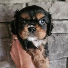 Cream - Black and tan female Cavalier King Charles Spaniel puppy in Caledonia, Michigan from Magnolia Acres