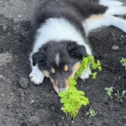 Collie Puppies from Little Apple Collies, Dazey, ND