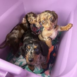Dachshund and French Bulldog Puppies from Trust Fund Devil Kennel