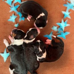 WL Spot 3 - Tri-color female Bernedoodle puppy in Henrico, Virginia from Paws 4 Doodles, LLC