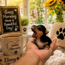 Ebony-purple (Toy) - Black and gold female Yorkshire Terrier puppy in Jamestown, North Carolina from North Carolina Maltese, Yorkies & Morkies(previously California Maltese, Yorkies & Morkies)