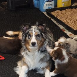 River - Australian Shepherd