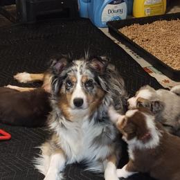 River - Australian Shepherd