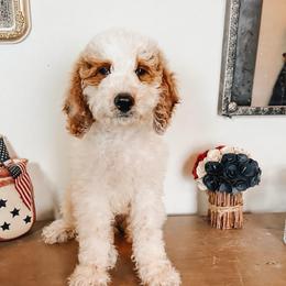 Draco - Parti male Goldendoodle puppy in Hilton, New York from The House of Goldendoodle