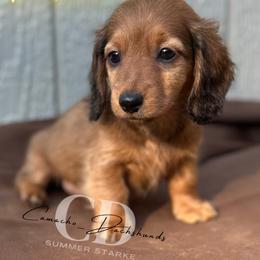 Dachshund Puppies from Camacho_Dachshunds