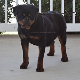 Abby - Rottweiler